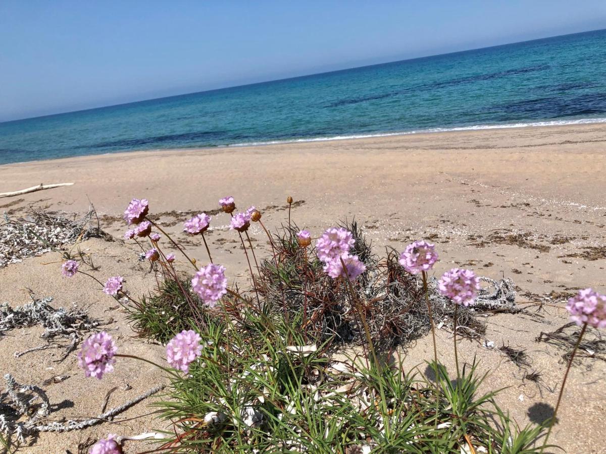 Appartamenti Magnolie-La Pineta Valledoria  Dış mekan fotoğraf